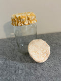 Jar Cover